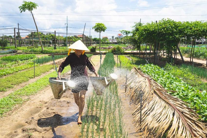 Tra Que Vegetable Village 729504