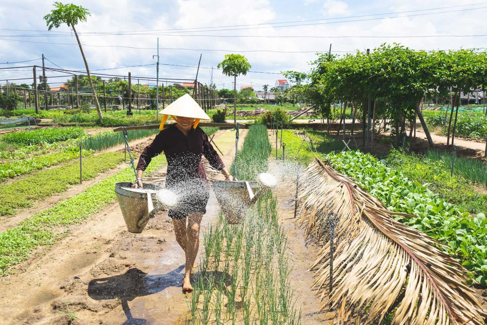 Tra Que Vegetable Village 729504